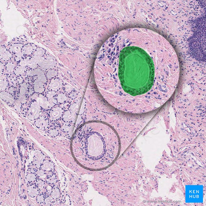 Conducto excretor de la glándula esofágica (Ductus excretorius glandulae oesophageae propriae); Imagen: 