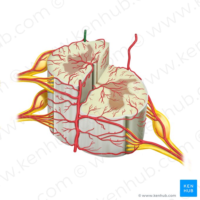 Artéria espinal posterior direita (Arteria spinalis posterior dextra); Imagem: Rebecca Betts