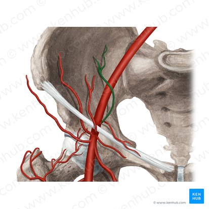 Inferior epigastric artery (Arteria epigastrica inferior); Image: Rebecca Betts