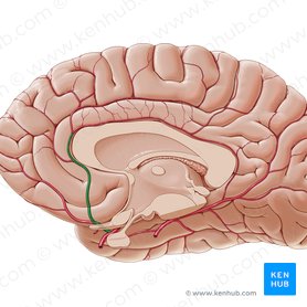 Arteria anterior cerebri (Vordere Hirnarterie); Bild: Paul Kim