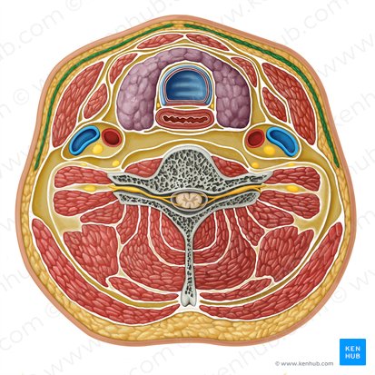 Platysma muscle (Musculus platysma); Image: Irina Münstermann