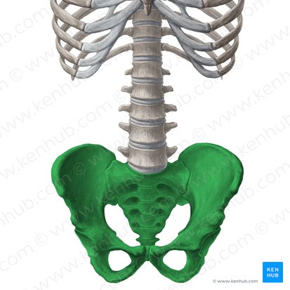 Pelvis; Image: Yousun Koh