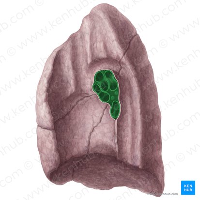 Hilum of right lung (Hilum pulmonis dextri); Image: Yousun Koh