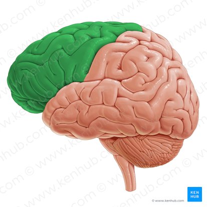 Lóbulo frontal (Lobus frontalis); Imagen: Paul Kim