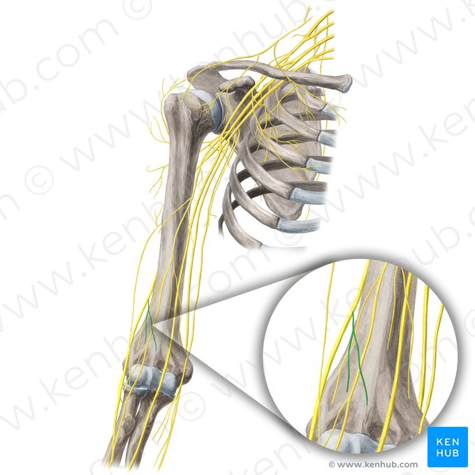 Nervo cutâneo posterior do antebraço (Nervus cutaneus posterior antebrachii); Imagem: Yousun Koh
