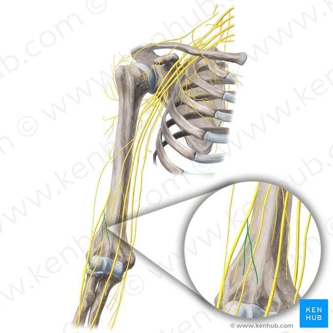 Posterior antebrachial cutaneous nerve (Nervus cutaneus posterior antebrachii); Image: Yousun Koh