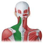 Trapezius muscle