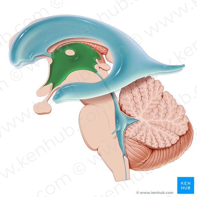 Third ventricle (Ventriculus tertius); Image: Paul Kim