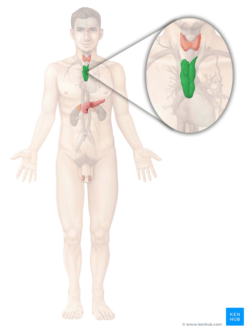 Thymus (anterior view)