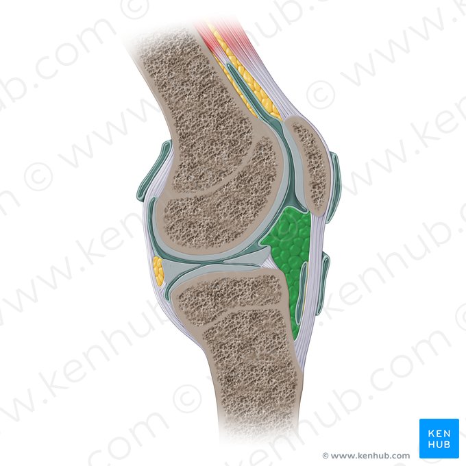 Coxim adiposo (Corpus adiposum); Imagem: Paul Kim