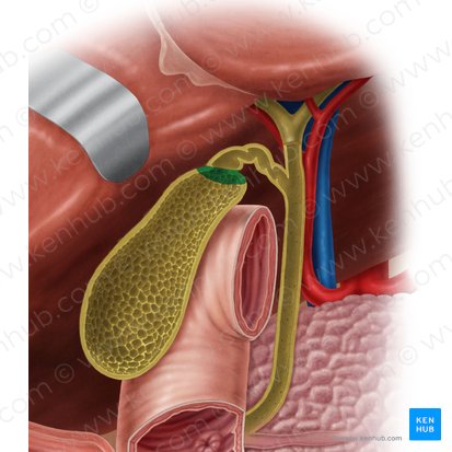 Infundíbulo de la vesícula biliar (Infundibulum vesicae biliaris); Imagen: Samantha Zimmerman