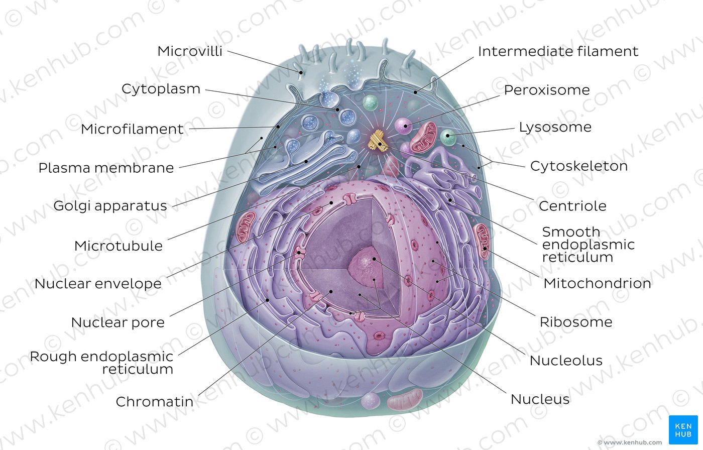 Eukaryotische Zelle - Überblick