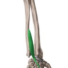 Músculo extensor do indicador