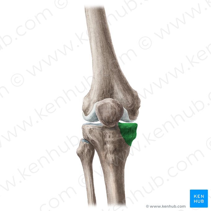 Cóndilo medial de la tibia (Condylus medialis tibiae); Imagen: Liene Znotina