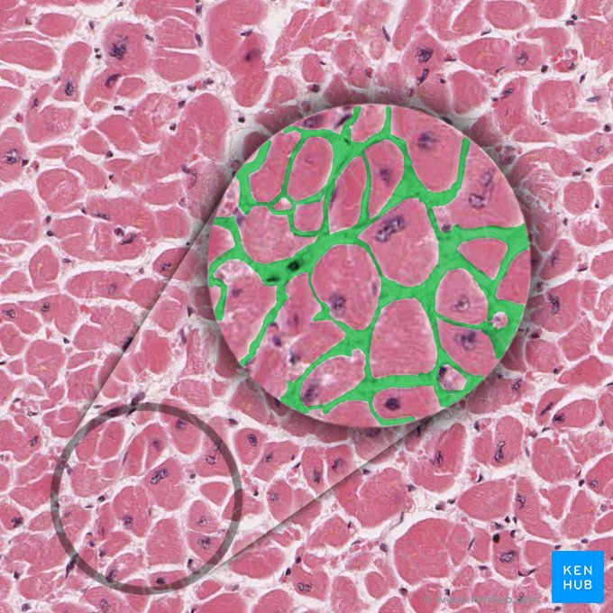 Endomysium; Image: 