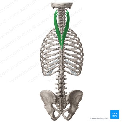 Músculo esplênio do pescoço (Musculus splenius cervicis); Imagem: Yousun Koh