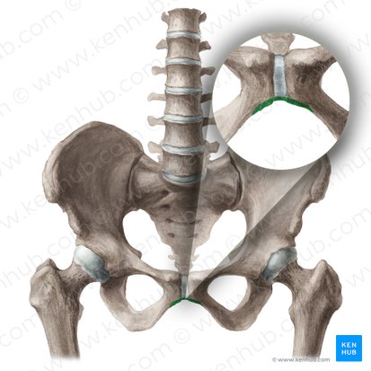 Arco del pubis (Arcus pubicus); Imagen: Liene Znotina