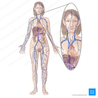 Vena yugular externa (Vena jugularis externa); Imagen: Begoña Rodriguez