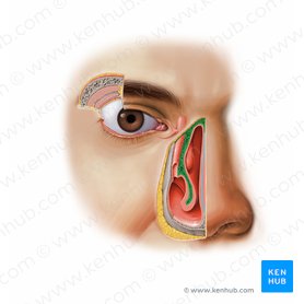 Cornete nasal inferior (Concha nasalis inferior); Imagen: Paul Kim