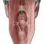 Musculus uvulae