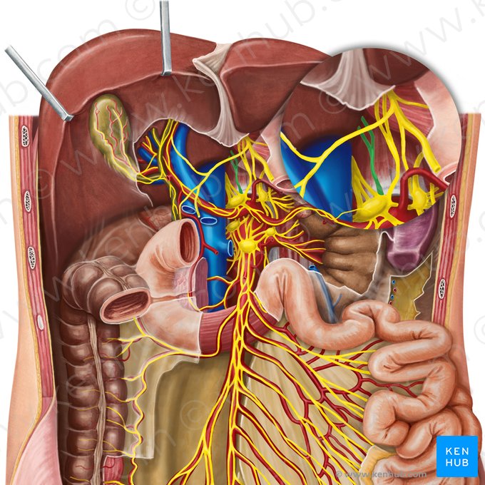 Celiac branches of posterior vagal trunk (Rami coeliaci trunci vagalis posterioris); Image: Irina Münstermann