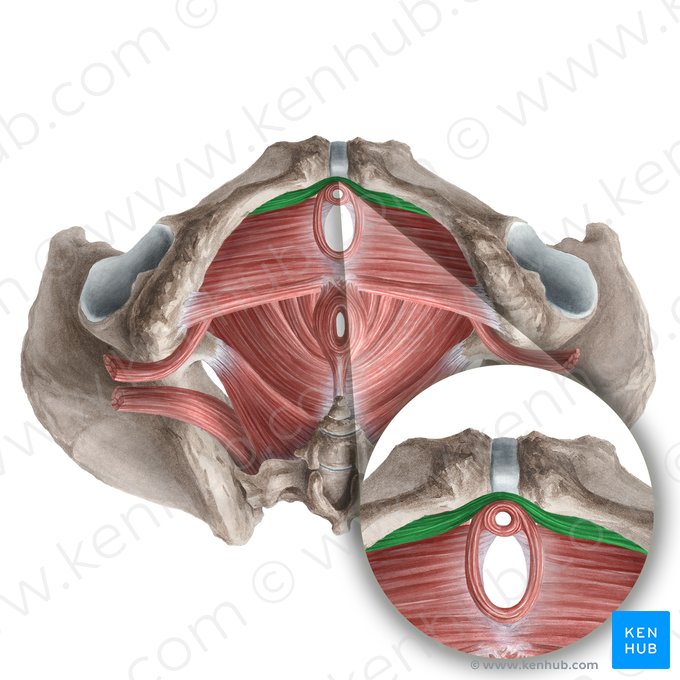 Músculo compressor da uretra (Musculus compressor urethrae); Imagem: Liene Znotina