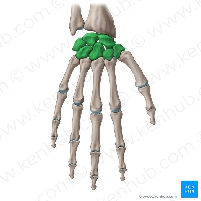 Carpal bones (Ossa carpi); Image: Paul Kim