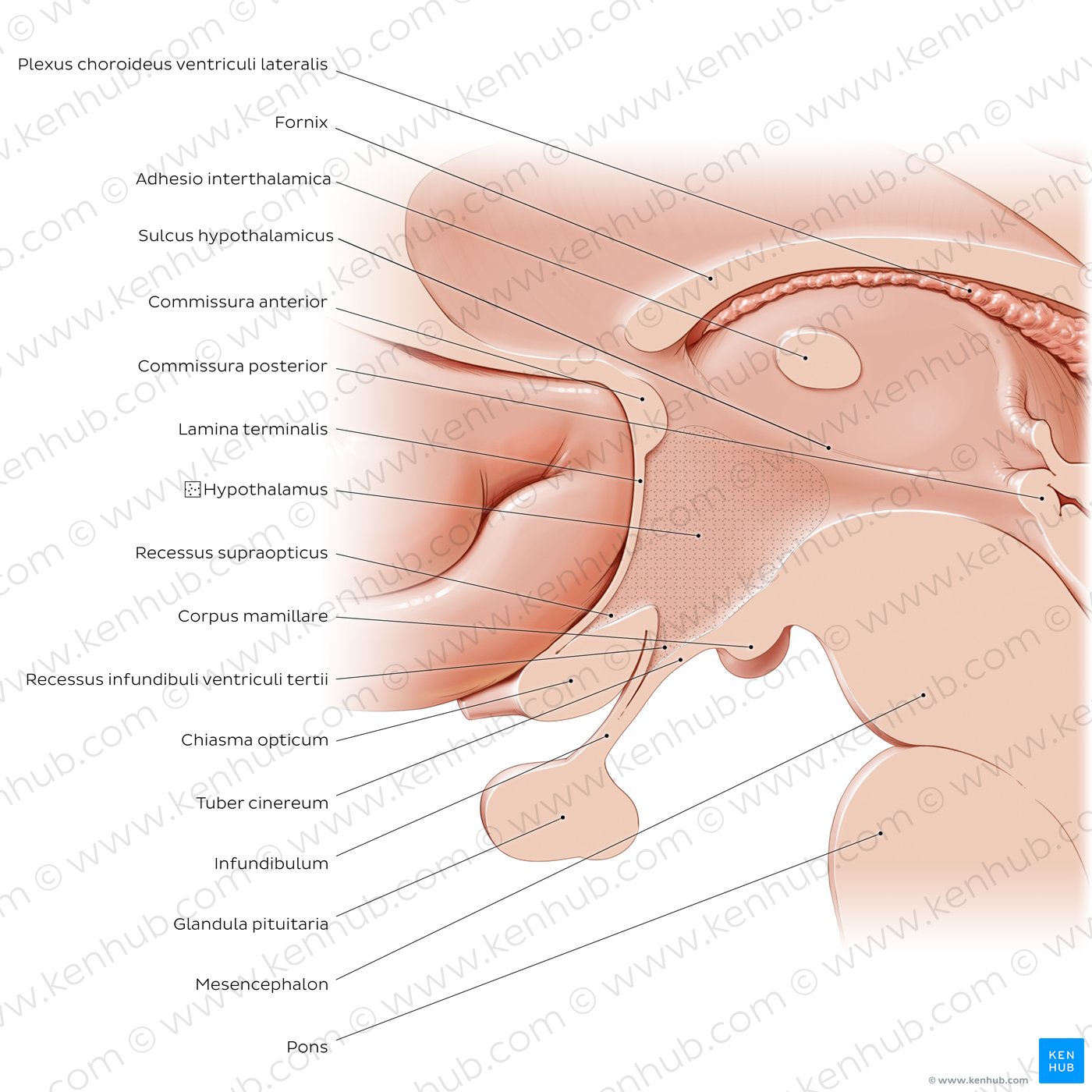 Überblick über den Hypothalamus