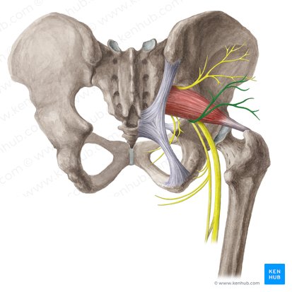 Nervio glúteo inferior (Nervus gluteus inferior); Imagen: Liene Znotina