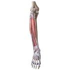 Leg and knee anatomy