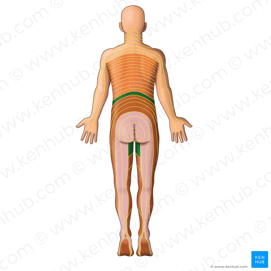 Dermatomes Anatomy And Dermatome Map Kenhub