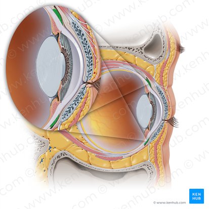 Bulbar conjunctiva (Tunica conjunctiva bulbi oculi); Image: Paul Kim