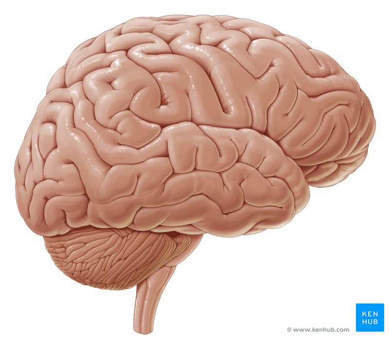 Illustration of the brain