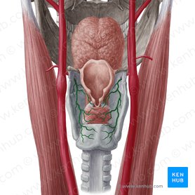 Arteria laríngea superior (Arteria laryngea superior); Imagen: Yousun Koh