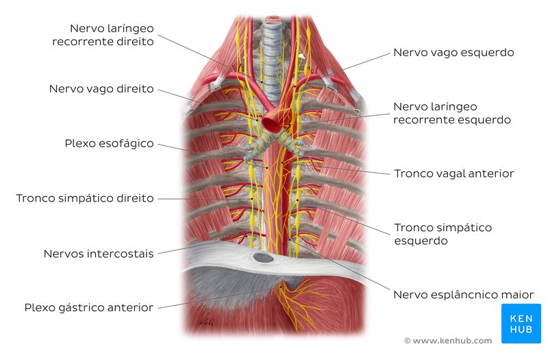 Nervos do esófago - vista anterior