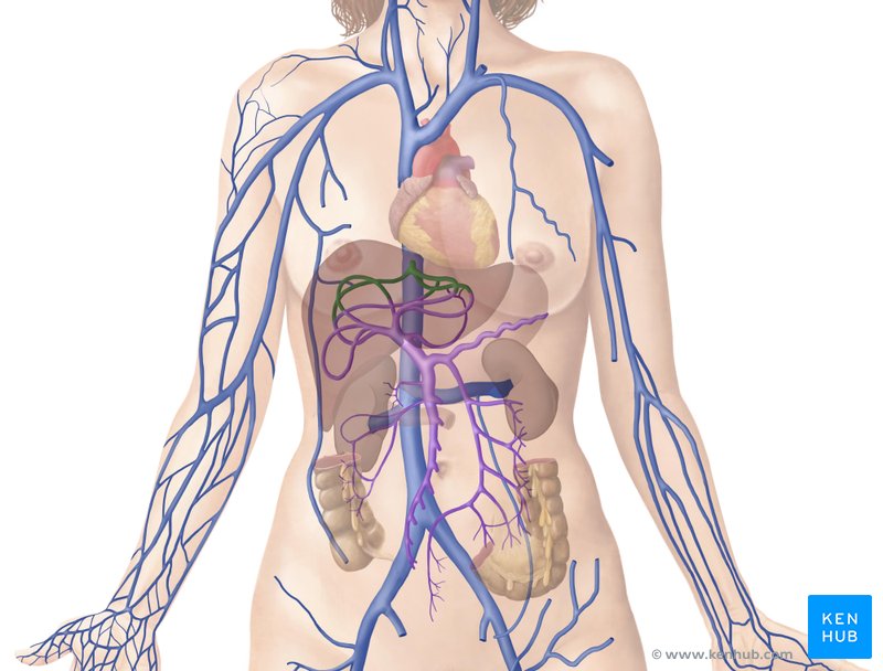 Hepatic vein (Vena hepatica)