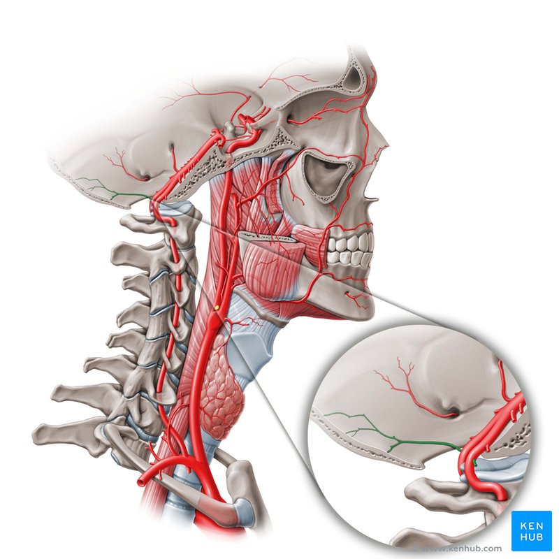 Posterior meningeal branch of vertebral artery - lateral-right view