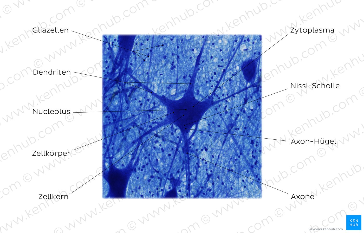 Nervenzellen (LFB-Färbung)