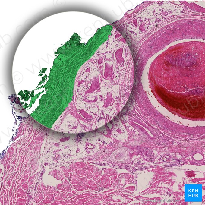 Subcutaneous tissue of penis (Tela subcutanea penis); Image: 
