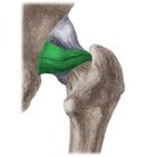 Ischiofemoral ligament