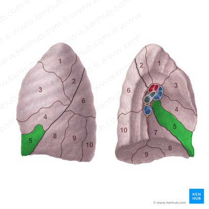 Segmento lingular inferior do pulmão esquerdo (Segmentum lingulare inferius pulmonis sinistri); Imagem: Paul Kim