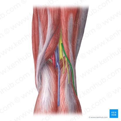 Nervio fibular común (Nervus fibularis communis); Imagen: Liene Znotina