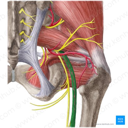 Sciatic nerve (Nervus ischiadicus); Image: Liene Znotina