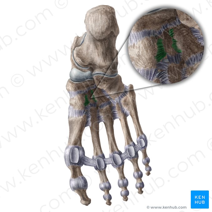 Ligamentos intercuneiformes plantares (Ligamenta intercuneiformia plantaria); Imagen: Liene Znotina