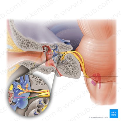 Saccular nerve (Nervus saccularis); Image: Paul Kim