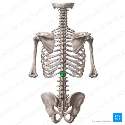 Vértebra T12 (Vertebra T12); Imagen: Yousun Koh