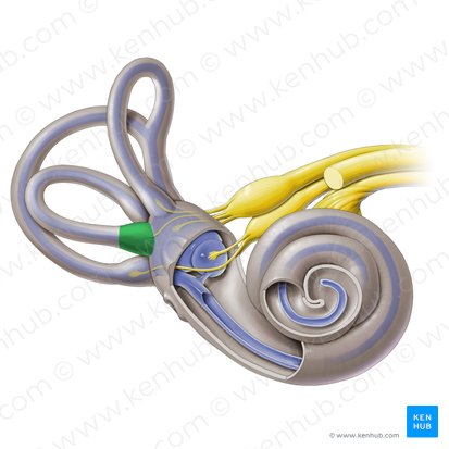 Ampoule osseuse latérale (Ampulla ossea lateralis); Image : Paul Kim