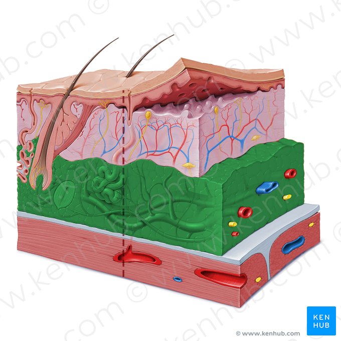 Subcutaneous tissue (Tela subcutanea); Image: Paul Kim