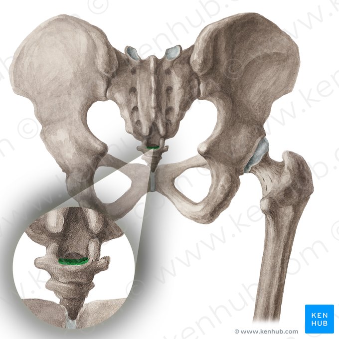 Articulación sacrococcígea (Articulatio sacrococcygea); Imagen: Liene Znotina