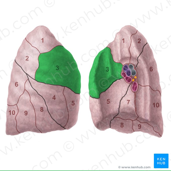 Segmentum anterius pulmonis dextri (Vorderes Segment der rechten Lunge); Bild: Paul Kim